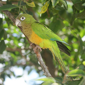 Caatinga parakeet